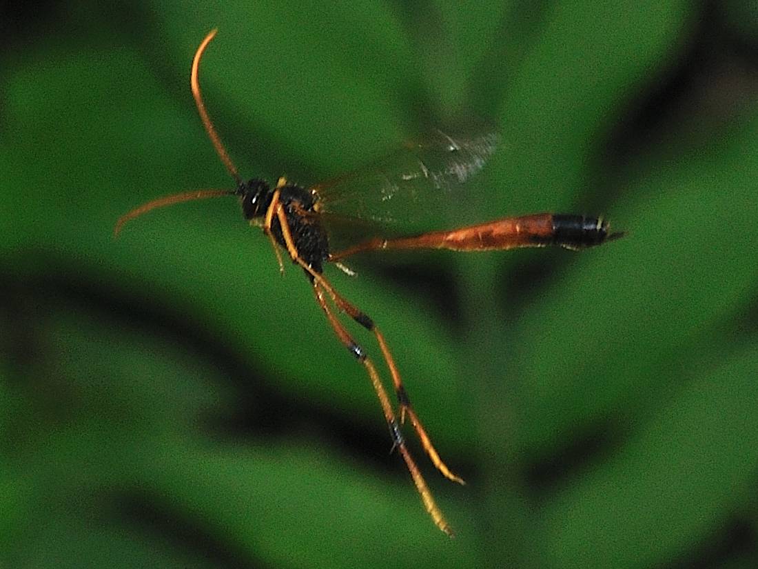Ichneumonidae (Anomaloninae)
